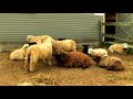 Understanding & Raising Sheep : Sheep Digestion