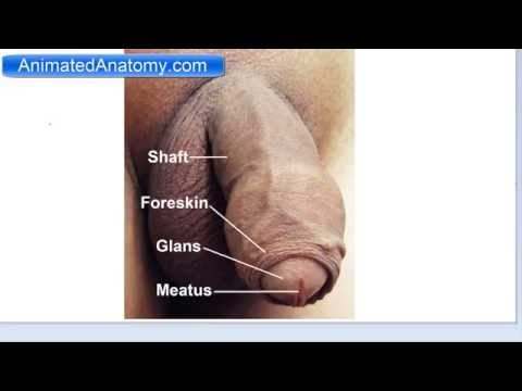 scrotum