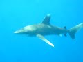 Longimanus