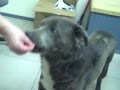 Meet Teddy -- a sweet Teddy Bear of a dog!
