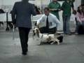 Basset Hound video