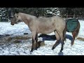 2008 Bay Roan Filly 2008 Bay Roan Filly