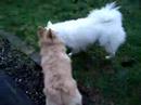 Bam Bam playing with Kai pt 2
