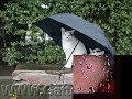 Jovanotti - Piove