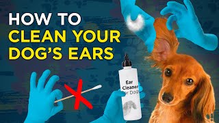 How to Clean Your Dog’s Ears