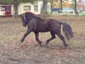 Vilji Vilji