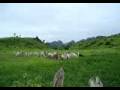 videos de Touro na Fazenda