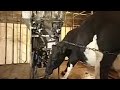 Clever cow steals food - Clever Critters - BBC Pets & Animals