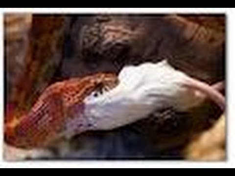 YouTube reptile video