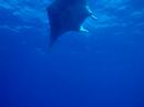 Manta Ray 2 Turks and Caicos Islands