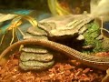 Yellow Throated Plated Lizard