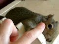 Baby Squirrels Being Squirrelly