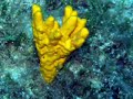 scuba diving Tripiti Emporios - Kalymnos island Greece