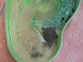 vicious turtle has a nice lunch