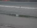 videos de Tosa