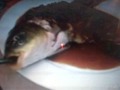 Crazy Japanese Restaurant Serves Live Fish
