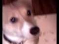 videos de Re: Chester cellphone video#2 (VIDEO_005.mp4)