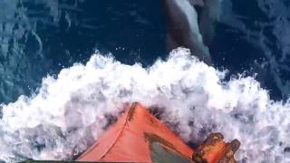 Rules for watching dolphins in UK