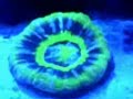 Coral reef tank, trippy at night with the LEDs