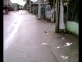 Hawk Catching A Pigeon Vanouver 2of2 Hawk Catching A Pigeon Vanouver 2of2