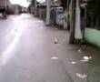 Hawk Catching A Pigeon Vanouver 2of2