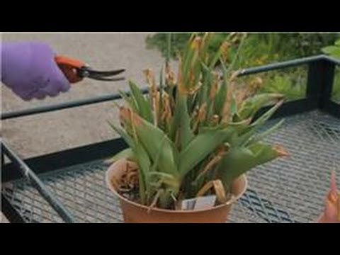 how to collect tulip bulbs