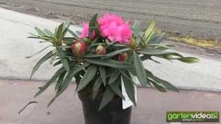 #1041 Rhododendron makinoi Rosa Perle 