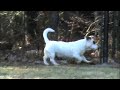 Gussy's Great Escape