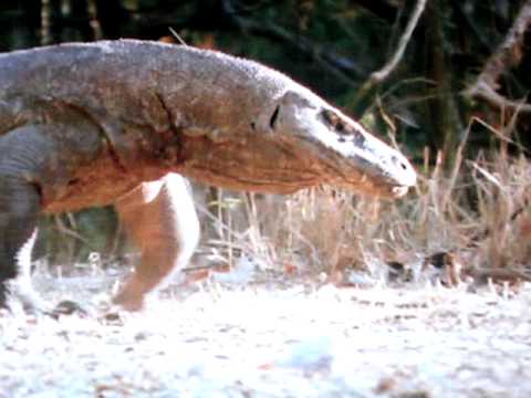 komodo dragon