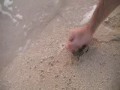 Dale the fish Catcher/Tentatrice Redux
