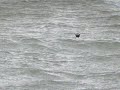 Vaal stormvogeltje