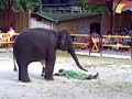 Elephant massage!!!!