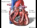 Embriologia cardiaca