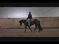 For Sale - Black Double Registered BMQ Mare(part 2)
