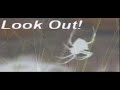 A Turtle Attacks Then Eats A Spider