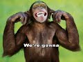 Do The Monkey