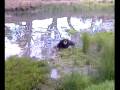 videos de Greg stuck in the Mud