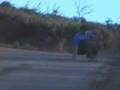 Chunks - A Long Board Short - Gravity Skateboards