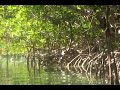 Paddling in the mangroves