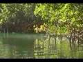 Paddling in the mangroves