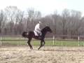 videos de Trakehner Stallion Jumping; Prelude By Mozart
