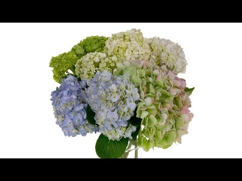 how to care hydrangea