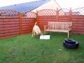 Boerboel video