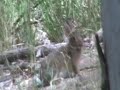 Hunting Rabbits!!