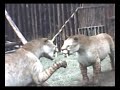 saber tooth cat saber tooth cat