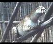 saber tooth cat