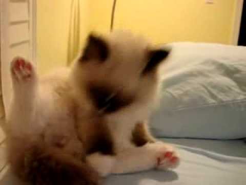 Charlie A Seal Mitted with an Hourglass Blaze Ragdoll Cat 0 Charlie A Seal Mitted with an Hourglass Blaze Ragdoll Cat