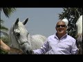 ARETUSA ARABIAN