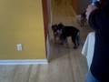 videos de Puppy Wood Race