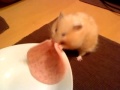 Hamster Isolde is fighting with the mortadella again!